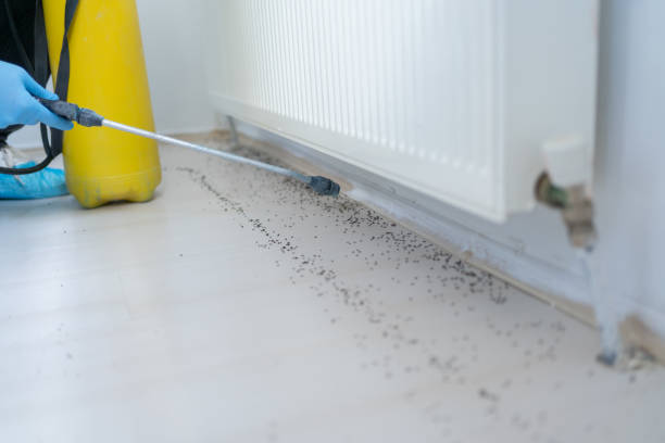 Wasp Removal Services in Cassopolis, MI